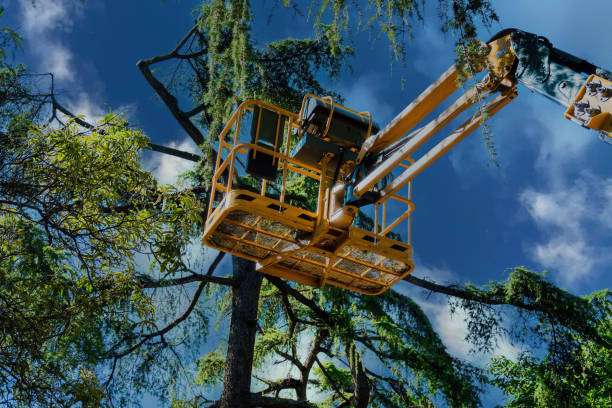 Best Tree Care Services  in Mabton, WA